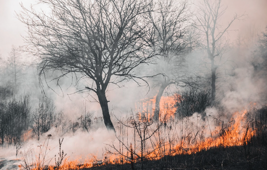 What are the Best Air Filters for Wildfire Smoke?