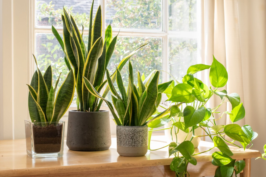 Best Plants For Improving Air Quality