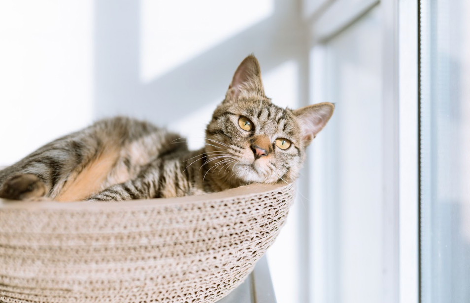 Best hvac air filter for home with pets deals